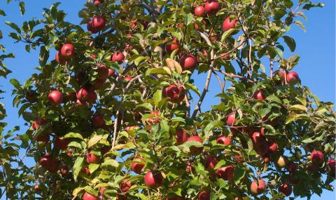 apple tree